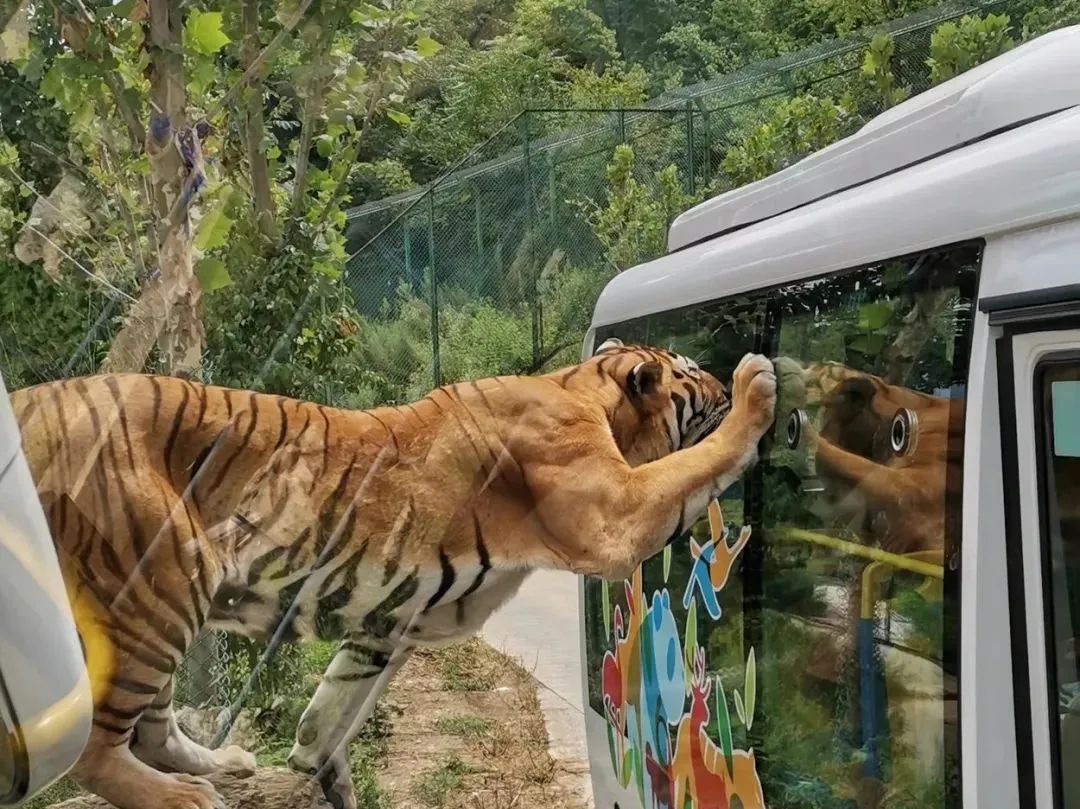 所有郑州人免费了！巴黎澳门人娱乐网站观光车带你嗨玩竹海野生动物园！