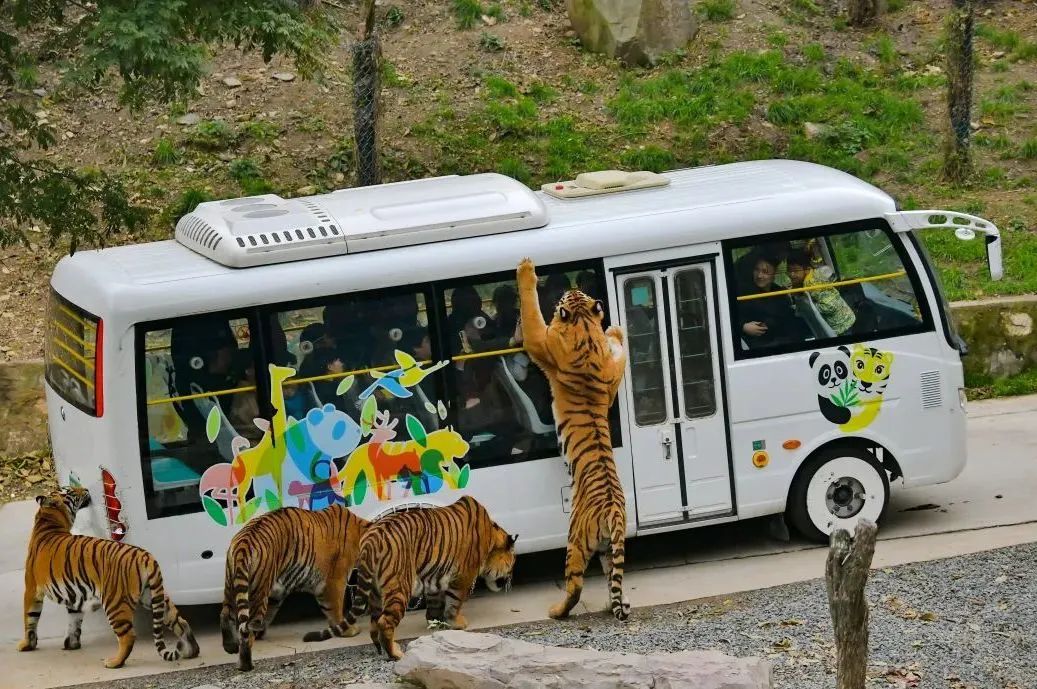 所有郑州人免费了！巴黎澳门人娱乐网站观光车带你嗨玩竹海野生动物园！